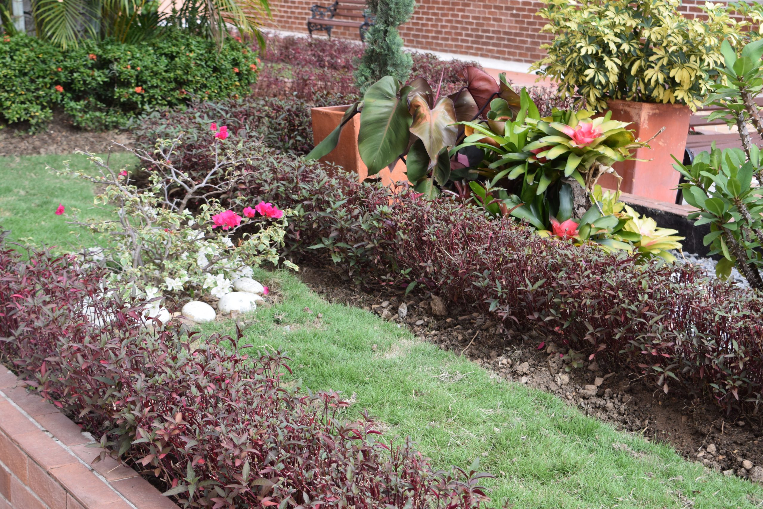 jardineria y poda de arboles en bucaramanga